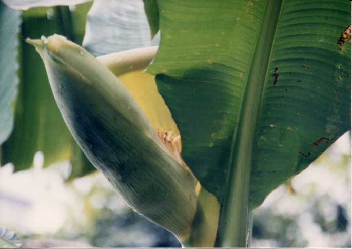 バナナの植物学 バナナ大学 バナナの情報総合サイト